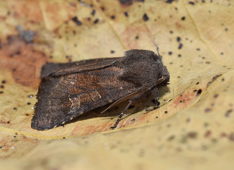 Aporophyla (Phylapora) lutulenta, Noctuidae